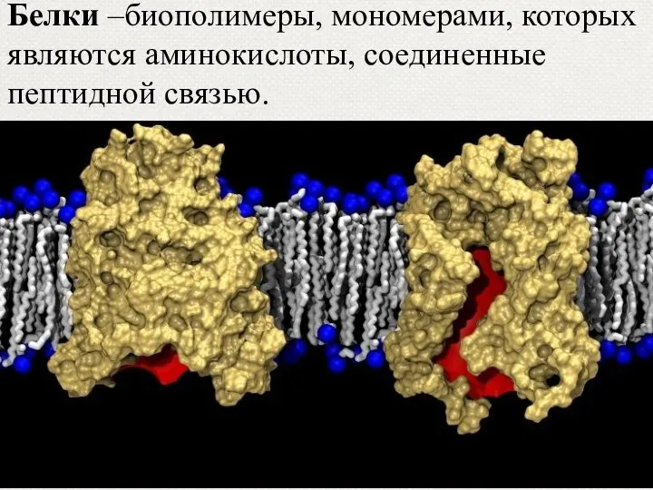 Белки –биополимеры, мономерами, которых являются аминокислоты, соединенные пептидной связью.