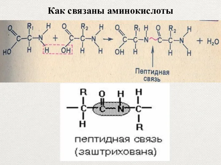 Как связаны аминокислоты