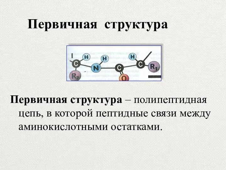 Первичная структура Первичная структура – полипептидная цепь, в которой пептидные связи между аминокислотными остатками.