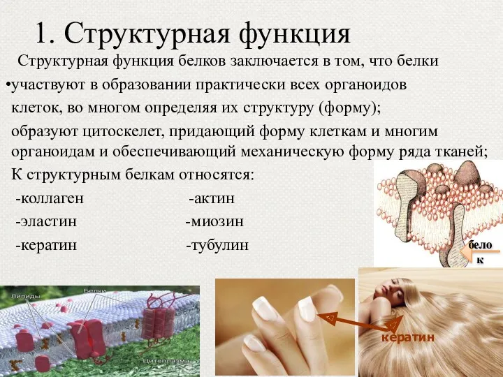 1. Структурная функция Структурная функция белков заключается в том, что