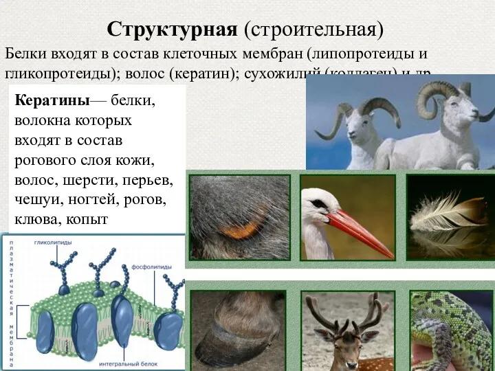 Структурная (строительная) Белки входят в состав клеточных мембран (липопротеиды и