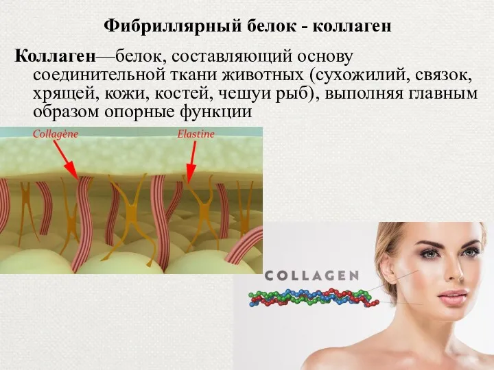 Фибриллярный белок - коллаген Коллаген—белок, составляющий основу соединительной ткани животных