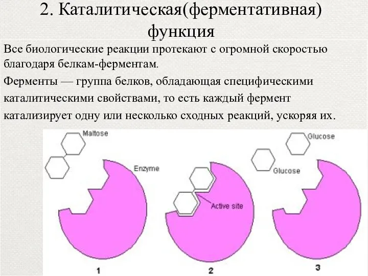 2. Каталитическая(ферментативная) функция Все биологические реакции протекают с огромной скоростью