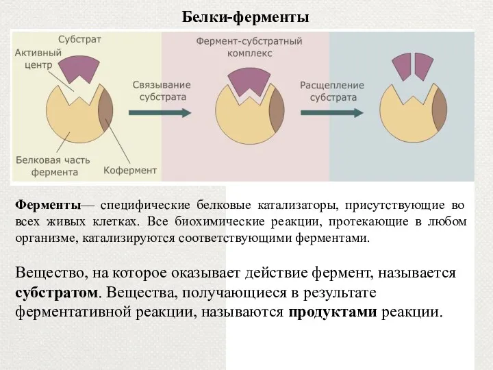 Белки-ферменты Ферменты— специфические белковые катализаторы, присутствующие во всех живых клетках.