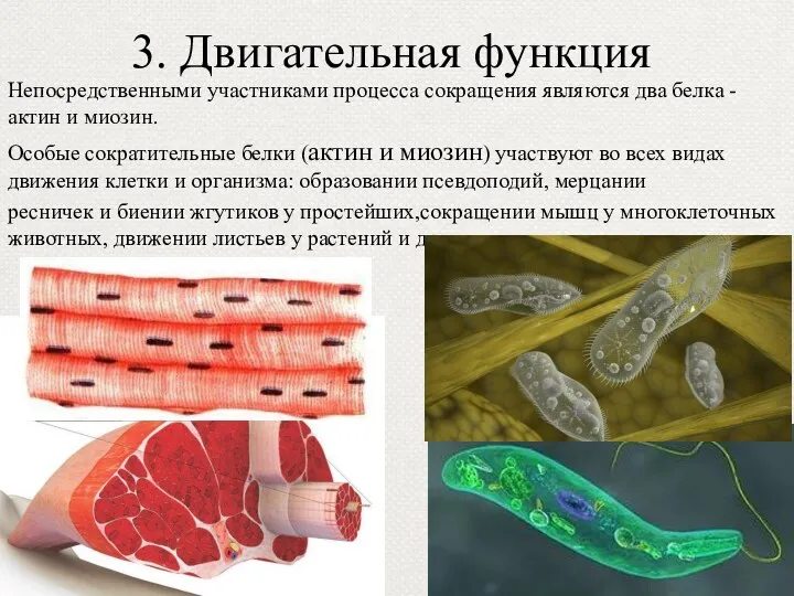 3. Двигательная функция Непосредственными участниками процесса сокращения являются два белка