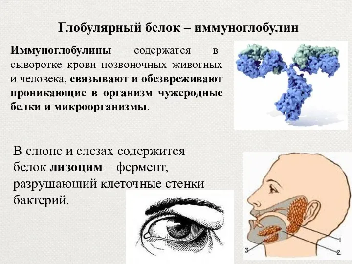 Глобулярный белок – иммуноглобулин Иммуноглобулины— содержатся в сыворотке крови позвоночных