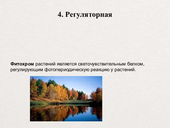 4. Регуляторная Фитохром растений является светочувствительным белком, регулирующим фотопериодическую реакцию у растений.