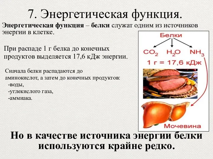 7. Энергетическая функция. Энергетическая функция – белки служат одним из