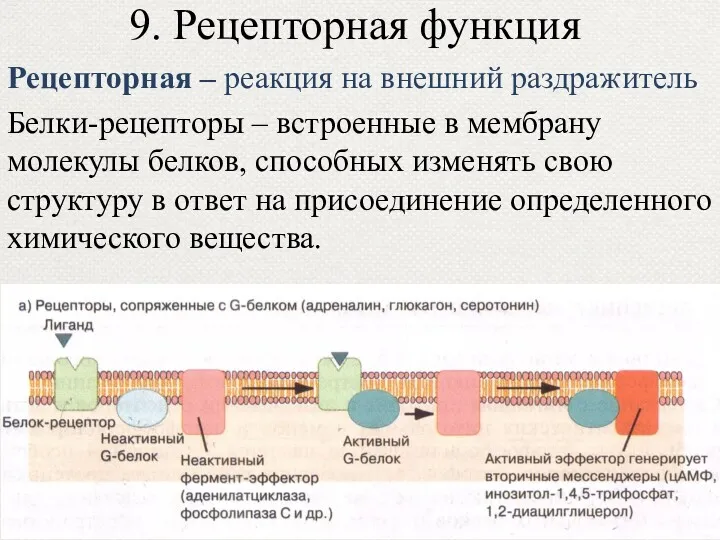 9. Рецепторная функция Рецепторная – реакция на внешний раздражитель Белки-рецепторы