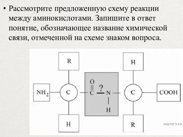 Рассмотрите предложенную схему реакции между аминокислотами. Запишите в ответ понятие,