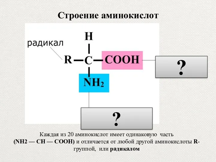 Строение аминокислот карбоксильная группа Каждая из 20 аминокислот имеет одинаковую