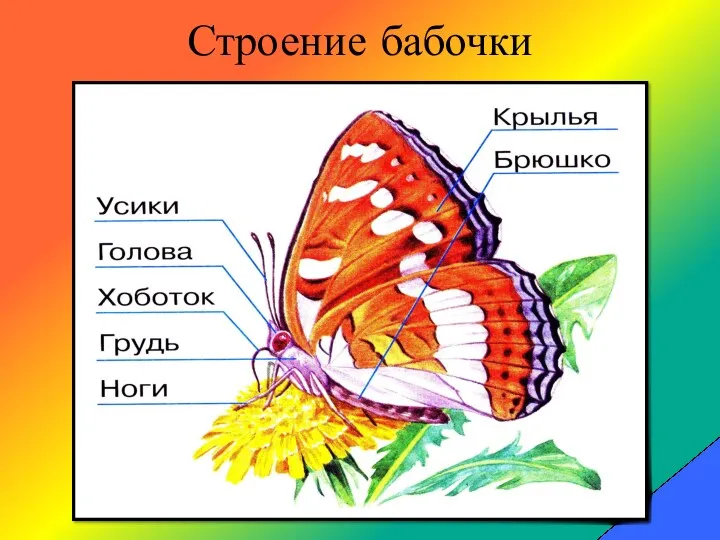 Строение бабочки