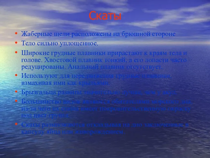 Скаты Жаберные щели расположены на брюшной стороне Тело сильно уплощенное.