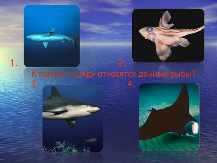 2. К какому отряду относятся данные рыбы? 3. 4.