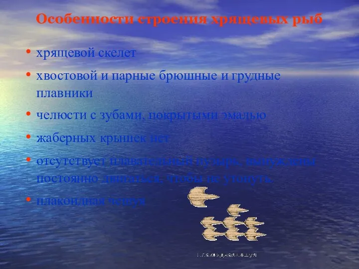 Особенности строения хрящевых рыб хрящевой скелет хвостовой и парные брюшные