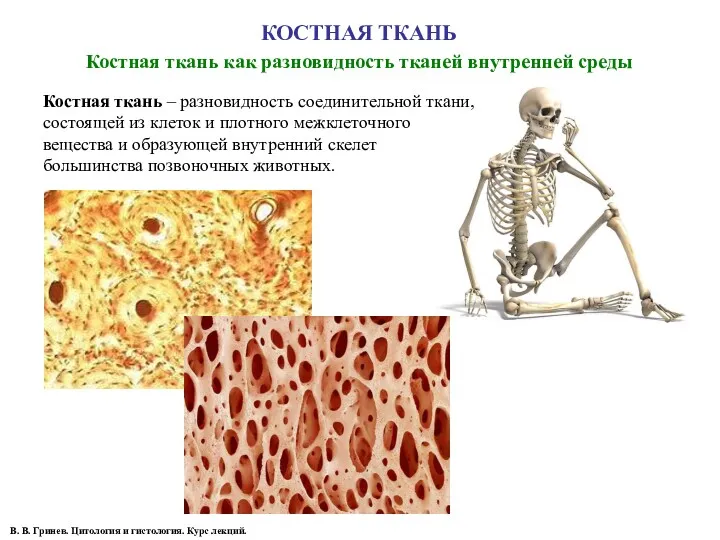 КОСТНАЯ ТКАНЬ Костная ткань как разновидность тканей внутренней среды В.