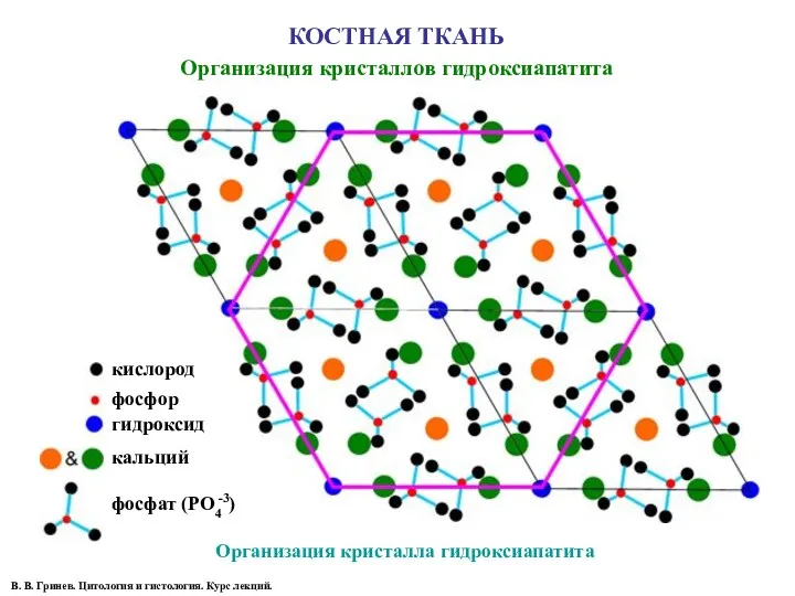 КОСТНАЯ ТКАНЬ Организация кристаллов гидроксиапатита В. В. Гринев. Цитология и гистология. Курс лекций. Организация кристалла гидроксиапатита