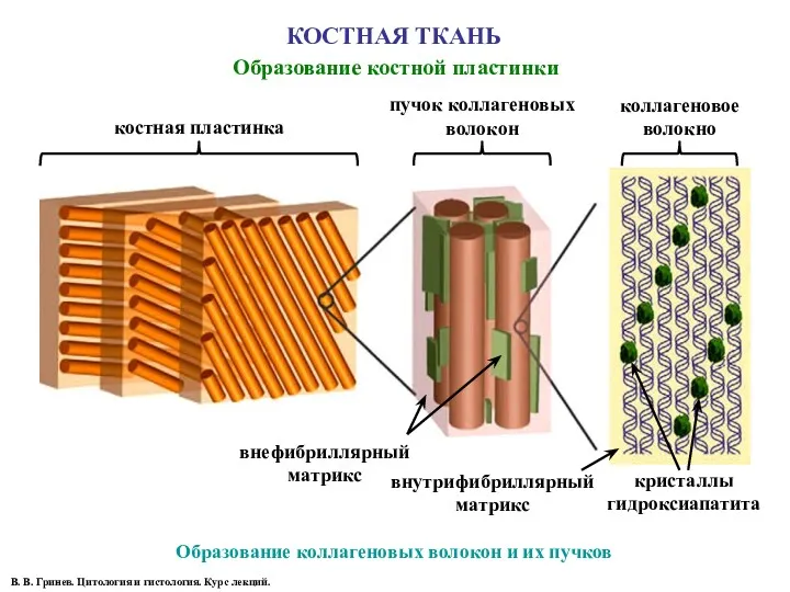 КОСТНАЯ ТКАНЬ Образование костной пластинки Образование коллагеновых волокон и их