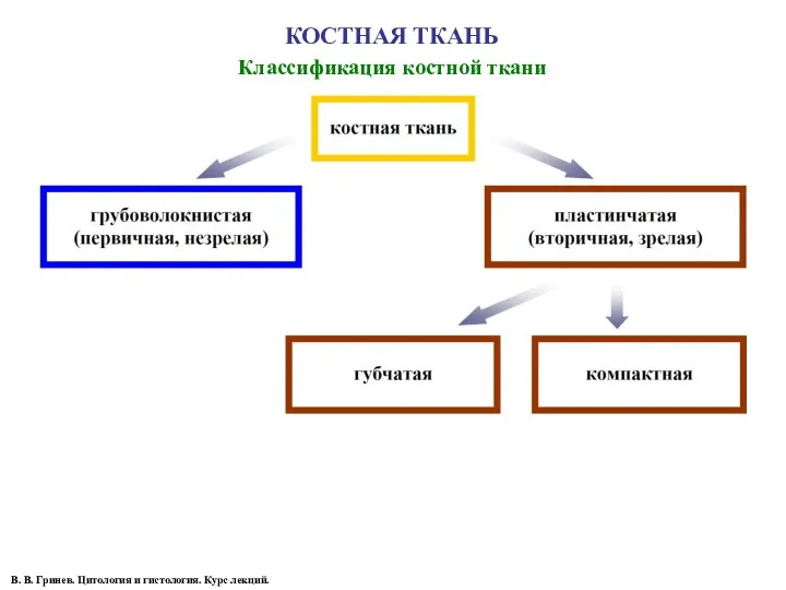 КОСТНАЯ ТКАНЬ Классификация костной ткани В. В. Гринев. Цитология и гистология. Курс лекций.