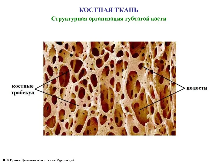 КОСТНАЯ ТКАНЬ Структурная организация губчатой кости В. В. Гринев. Цитология и гистология. Курс лекций.