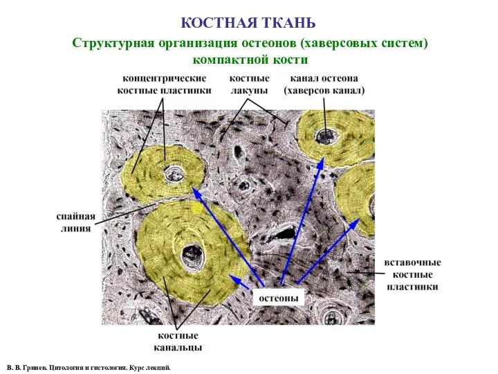 КОСТНАЯ ТКАНЬ Структурная организация остеонов (хаверсовых систем) компактной кости В.