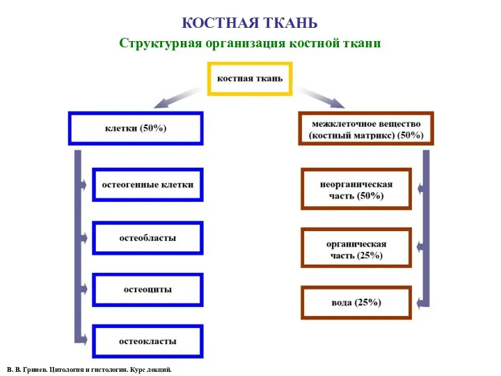 КОСТНАЯ ТКАНЬ Структурная организация костной ткани В. В. Гринев. Цитология и гистология. Курс лекций.