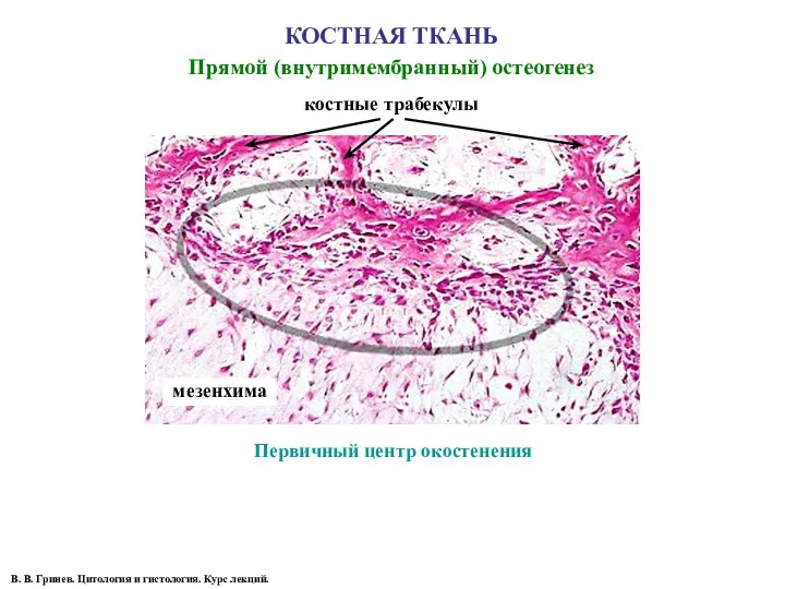 КОСТНАЯ ТКАНЬ Прямой (внутримембранный) остеогенез В. В. Гринев. Цитология и