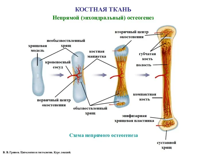 КОСТНАЯ ТКАНЬ Непрямой (энхондральный) остеогенез В. В. Гринев. Цитология и гистология. Курс лекций. Схема непрямого остеогенеза