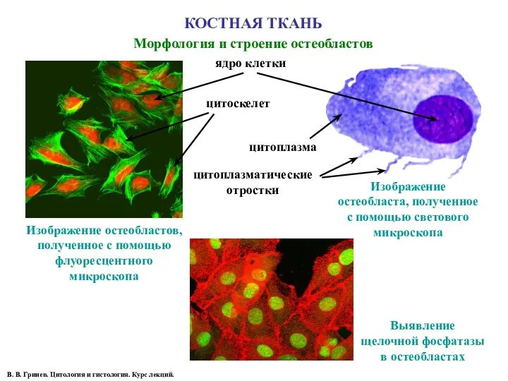 КОСТНАЯ ТКАНЬ Морфология и строение остеобластов В. В. Гринев. Цитология