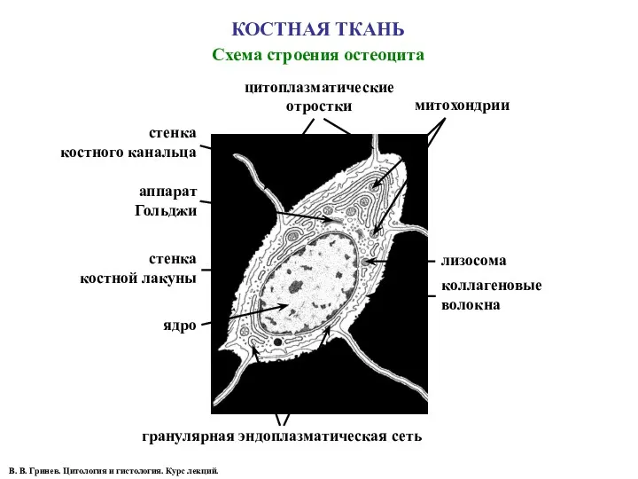 КОСТНАЯ ТКАНЬ Схема строения остеоцита В. В. Гринев. Цитология и