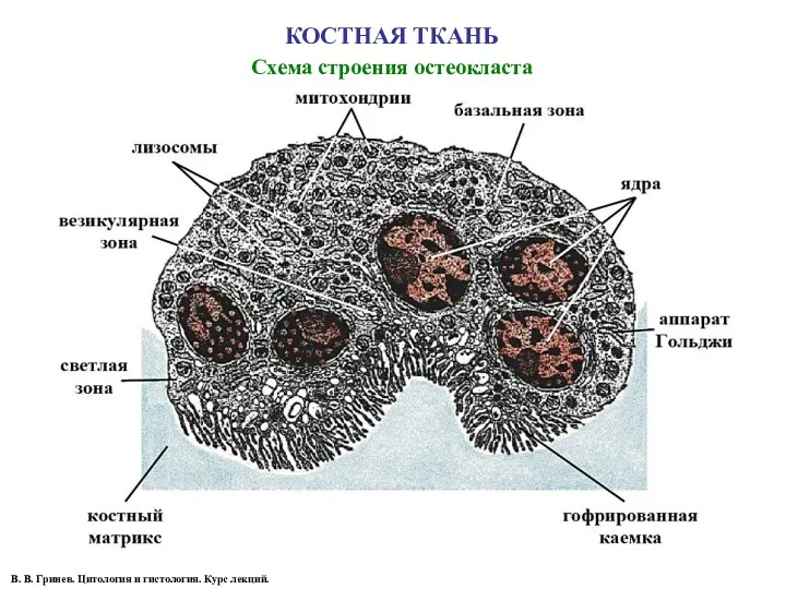 КОСТНАЯ ТКАНЬ Схема строения остеокласта В. В. Гринев. Цитология и гистология. Курс лекций.