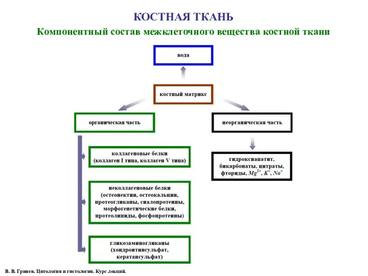 КОСТНАЯ ТКАНЬ Компонентный состав межклеточного вещества костной ткани В. В. Гринев. Цитология и гистология. Курс лекций.