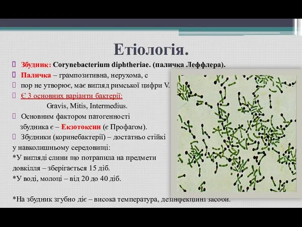 Етіологія. Збудник: Corynebacterium diphtheriae. (паличка Леффлера). Паличка – грампозитивна, нерухома,