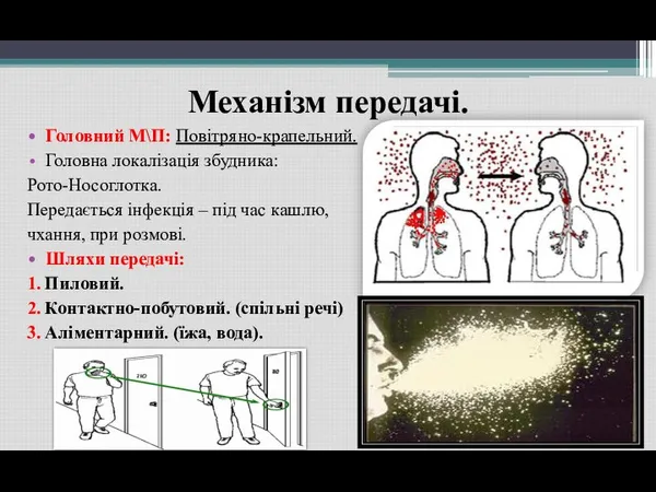 Механізм передачі. Головний М\П: Повітряно-крапельний. Головна локалізація збудника: Рото-Носоглотка. Передається