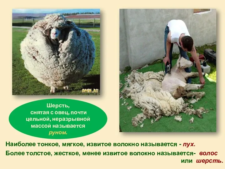Шерсть, снятая с овец, почти цельной, неразрывной массой называется руном.