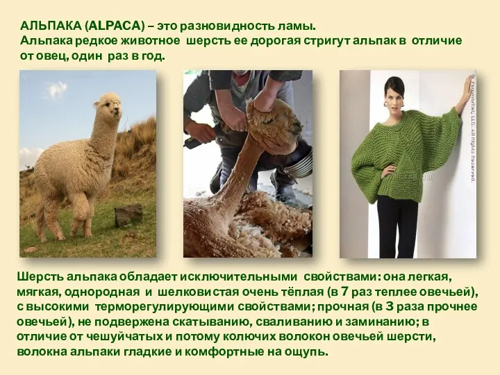 АЛЬПАКА (ALPACA) – это разновидность ламы. Альпака редкое животное шерсть