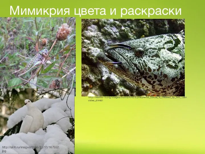 Мимикрия цвета и раскраски http://traditio-ru.org/images/thumb/f/f6/Locust_mimicry.jpg/250px-Locust_mimicry.jpg http://traditio-ru.org/images/thumb/4/45/Epinephelus_tukula_is_cleaned_by_two_Labroides_dimidi http://skill.ru/images/2006/11/13/167552.jpg