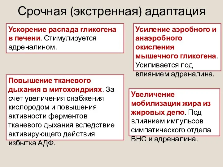 Срочная (экстренная) адаптация Ускорение распада гликогена в печени. Стимулируется адреналином.