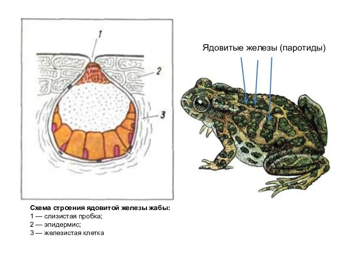Схема строения ядовитой железы жабы: 1 — слизистая пробка; 2