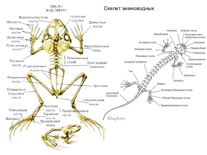 Скелет земноводных