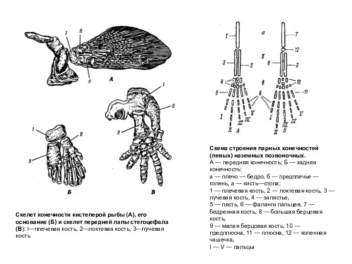 Скелет конечности кистеперой рыбы (А), его основание (Б) и скелет