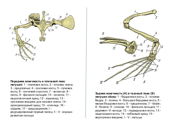 Передняя конечность и плечевой пояс лягушки: 1 - плечевая кость;