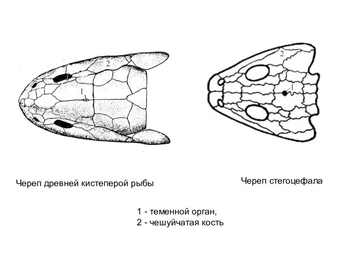 Череп стегоцефала Череп древней кистеперой рыбы 1 - теменной орган, 2 - чешуйчатая кость