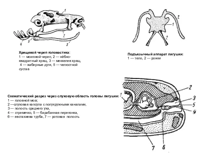 Хрящевой череп головастика: 1 — мозговой череп, 2 — нёбно-квадратный