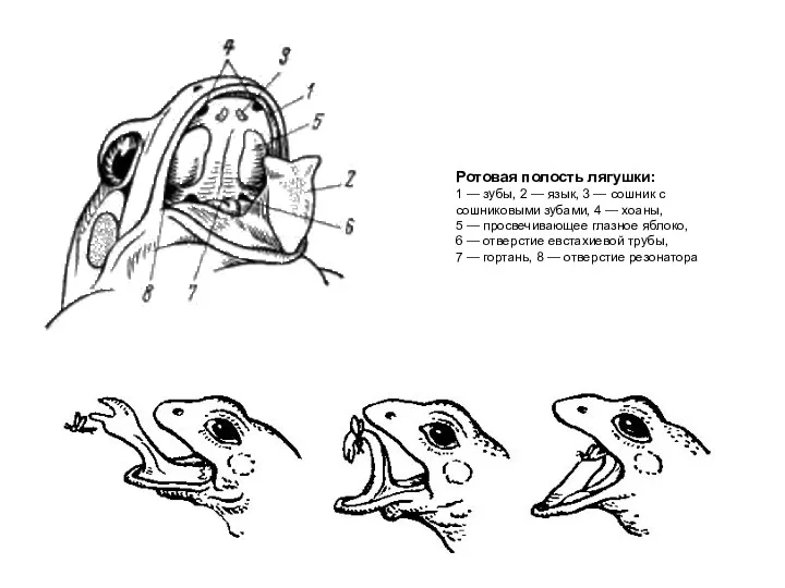 Ротовая полость лягушки: 1 — зубы, 2 — язык, 3