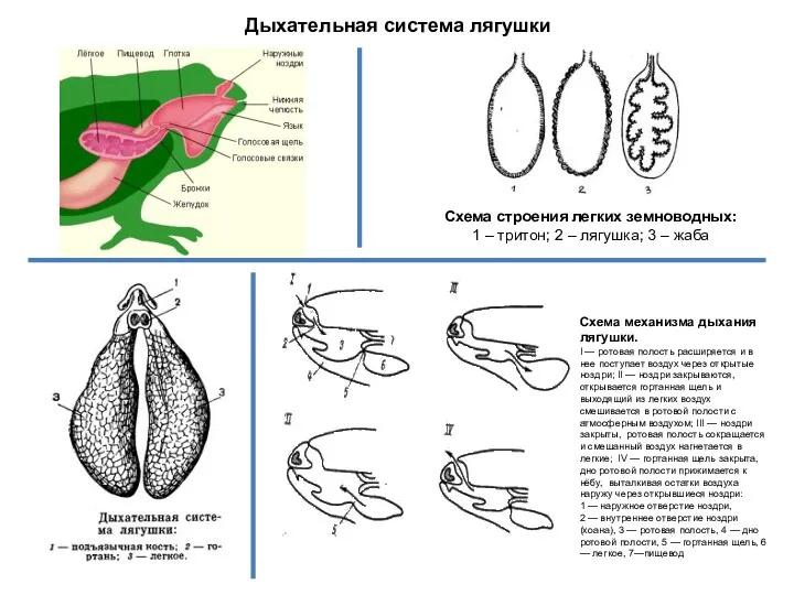 Схема строения легких земноводных: 1 – тритон; 2 – лягушка;