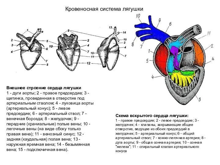 Схема вскрытого сердца лягушки: 1 - правое предсердие; 2 -