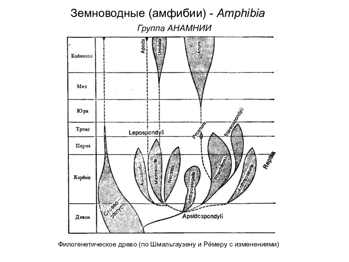 Филогенетическое древо (по Шмальгаузену и Рёмеру с изменениями) Земноводные (амфибии) - Amphibia Группа АНАМНИИ