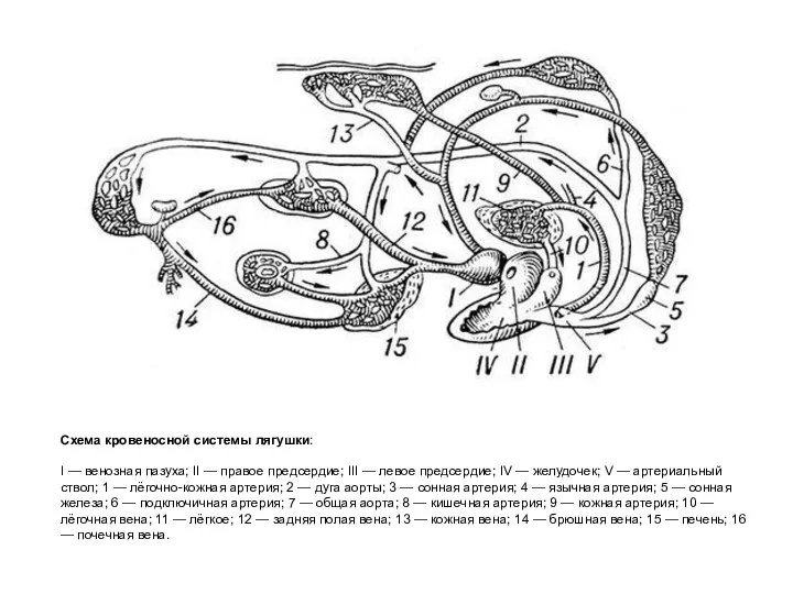 Схема кровеносной системы лягушки: I — венозная пазуха; II —