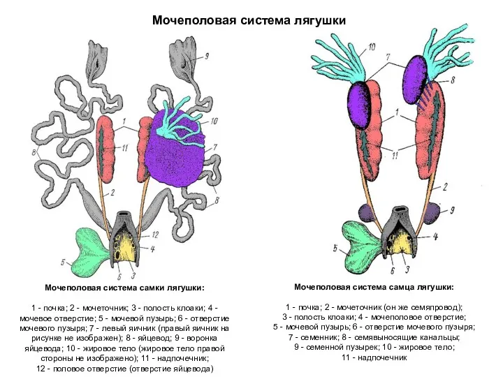 Мочеполовая система лягушки Мочеполовая система самки лягушки: 1 - почка;